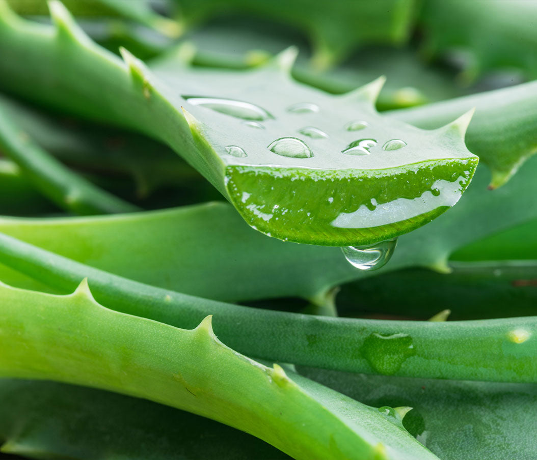Freshly cut organic Aloe Vera leaves with glistening inner-leaf gel